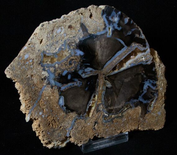 Inch Blue Forest Petrified Wood Slab - Insect Borings #3244
